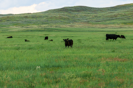 East Malta Ranch | Phillips County, Montana - image 24