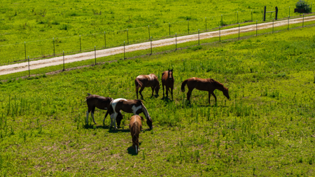 Country Home & Premier Equine Facility | Easton, Missouri - image 6
