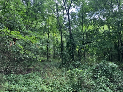 Just In Time For Deer Season 10.68 Acres Near the National Forest - image 13