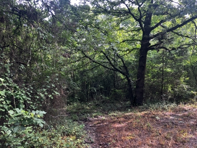 Just In Time For Deer Season 10.68 Acres Near the National Forest - image 14