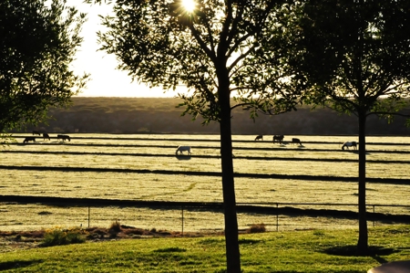 The Two Rivers Estate - Where Country Living Meets Luxury - image 4