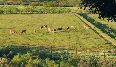 The Two Rivers Estate - Where Country Living Meets Luxury - image 6