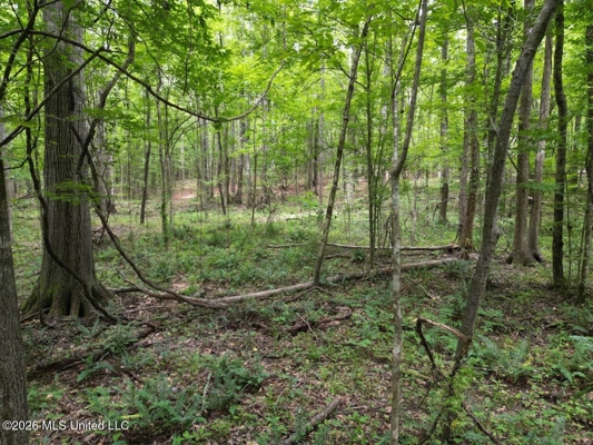 98± Acres in Natchez, MS on Second Creek