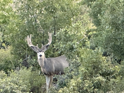 882± Acre Off-Grid Mountain, Hunting & Cattle Ranch Near Collbran - image 17