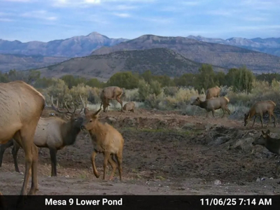 882± Acre Off-Grid Mountain, Hunting & Cattle Ranch Near Collbran - image 21