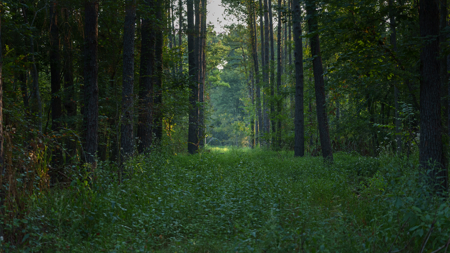 East Texas Recreational Hunting Timberland for Sale Laneville TX - image 19