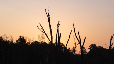 East Texas Recreational Hunting Timberland for Sale Laneville TX - image 32