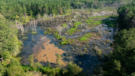 East Texas Recreational Hunting Timberland for Sale Laneville TX - image 10