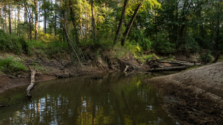 East Texas Recreational Hunting Timberland for Sale Laneville TX - image 39