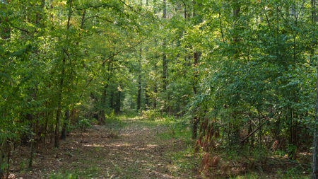 East Texas Recreational Hunting Timberland for Sale Laneville TX - image 27
