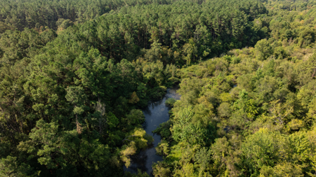 East Texas Recreational Hunting Timberland for Sale Laneville TX - image 11