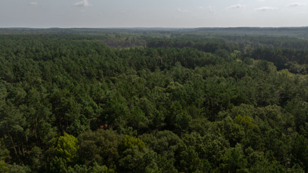 East Texas Recreational Hunting Timberland for Sale Laneville TX - image 7