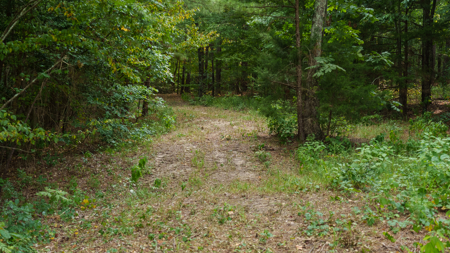 East Texas Hunting & Timber Land for Sale Near Tyler in Smith Co - image 30