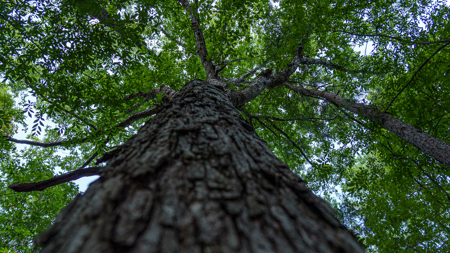 East Texas Hunting & Timber Land for Sale Near Tyler in Smith Co - image 33