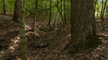 East Texas Hunting & Timber Land for Sale Near Tyler in Smith Co - image 17