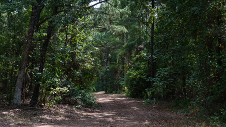 East Texas Hunting & Timber Land for Sale Near Tyler in Smith Co - image 9