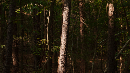 East Texas Hunting & Timber Land for Sale Near Tyler in Smith Co - image 19