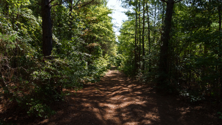 East TX Recreational Ranch for Sale near Overton TX Rusk County - image 18