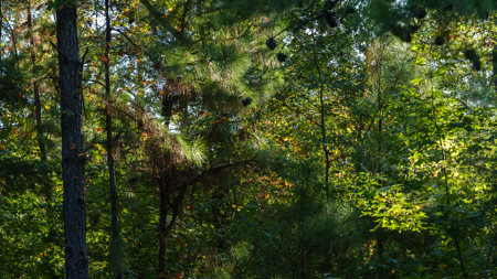 East TX Recreational Ranch for Sale near Overton TX Rusk County - image 9