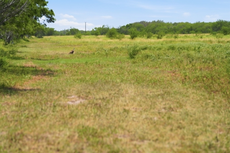 Turnkey South Texas Cattle & Hunting Ranch with Executive Home - image 28