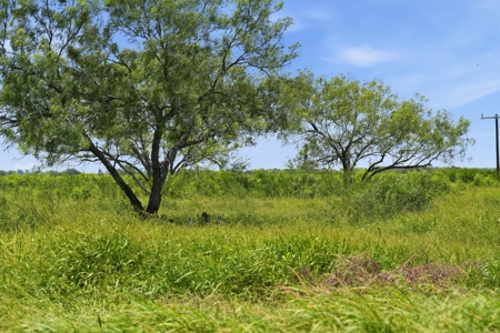 Turnkey South Texas Cattle & Hunting Ranch with Executive Home - image 30
