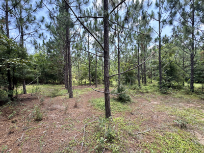 Cotton House Tract: premier 545ac hunting & recreational property - image 45