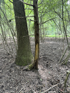 Cotton House Tract: premier 545ac hunting & recreational property - image 31