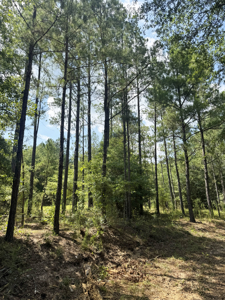 Cotton House Tract: premier 545ac hunting & recreational property - image 43
