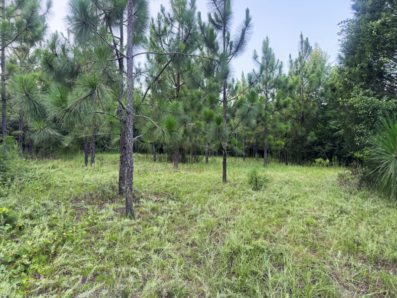 No Caption