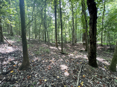 Cotton House Tract: premier 545ac hunting & recreational property - image 21