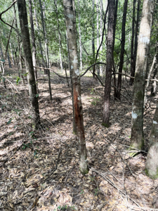 Cotton House Tract: premier 545ac hunting & recreational property - image 7