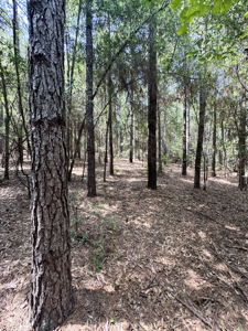 Cotton House Tract: premier 545ac hunting & recreational property - image 42