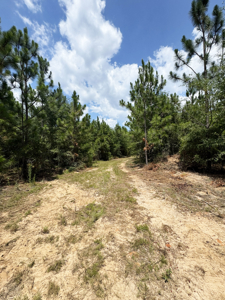 Cotton House Tract: premier 545ac hunting & recreational property - image 24