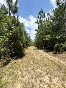 Cotton House Tract: premier 545ac hunting & recreational property - image 23