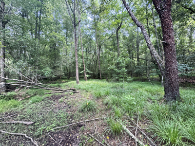 Cotton House Tract: premier 545ac hunting & recreational property - image 18