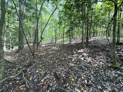 Cotton House Tract: premier 545ac hunting & recreational property - image 20