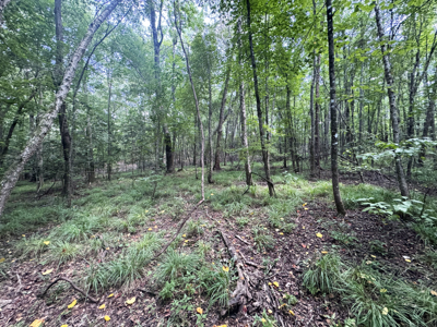 Cotton House Tract: premier 545ac hunting & recreational property - image 15