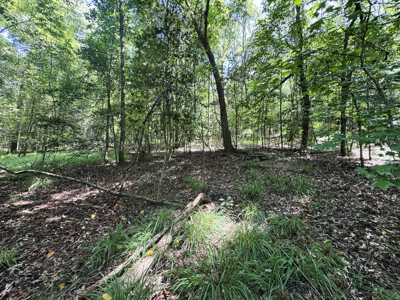 Cotton House Tract: premier 545ac hunting & recreational property - image 19
