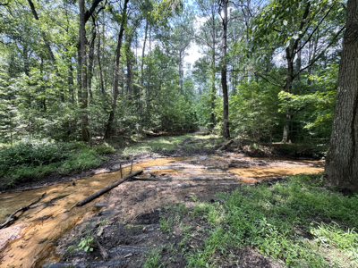 Cotton House Tract: premier 545ac hunting & recreational property - image 27