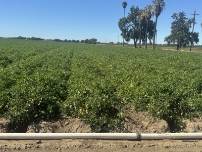 Woodland, Northern California Farmable Ag Land For Sale - image 5