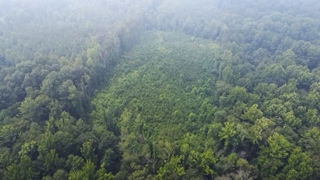 13.4 Acres of Buildable Freedom in Halifax County, VA - image 15
