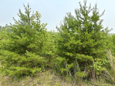 13.4 Acres of Buildable Freedom in Halifax County, VA - image 16