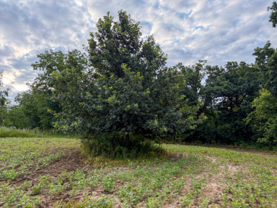 42+/- Acres with 4 Bedroom Home in Decorah IA - image 12