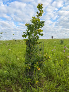 42+/- Acres with 4 Bedroom Home in Decorah IA - image 15