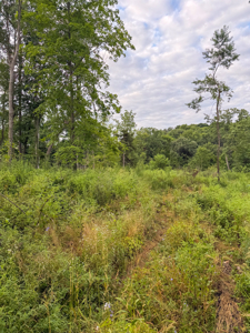42+/- Acres with 4 Bedroom Home in Decorah IA - image 11