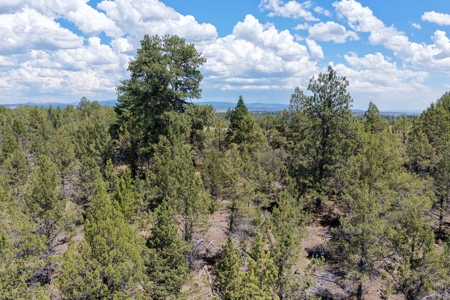 Eastern Oregon Lone Pine Cabin - image 24