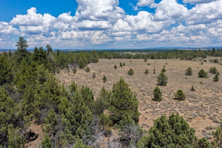 Eastern Oregon Lone Pine Cabin - image 21