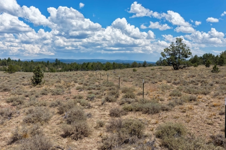 Eastern Oregon Lone Pine Cabin - image 22
