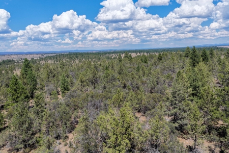 Eastern Oregon Lone Pine Cabin - image 29