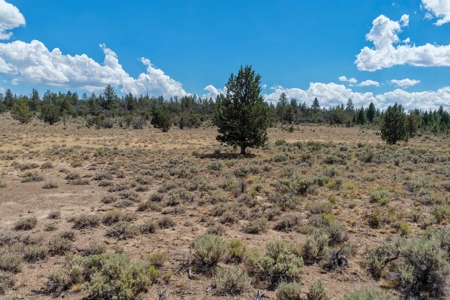 Eastern Oregon Lone Pine Cabin - image 28